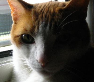 &Uacute;ltima foto del gato