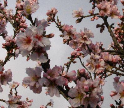 Flores de almendro en Madrid, Parque Quinta de Los Molinos.